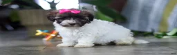 Havanese dogs for sale: Lily - Ad 5