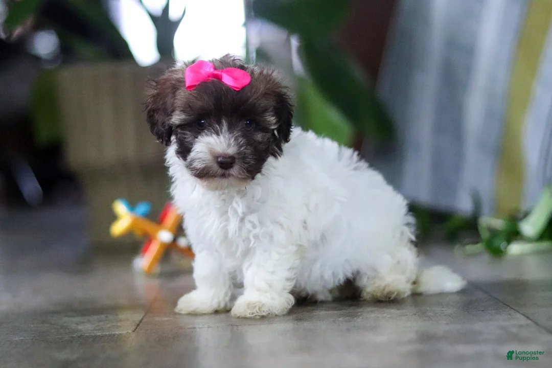 Havanese dogs for sale: Lily - Ad 5
