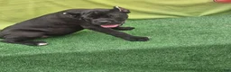 Cane Corso dogs for sale: MELLO - Ad 20