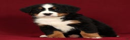 Bernese Mountain Dog dogs for sale: Claire - Ad 5