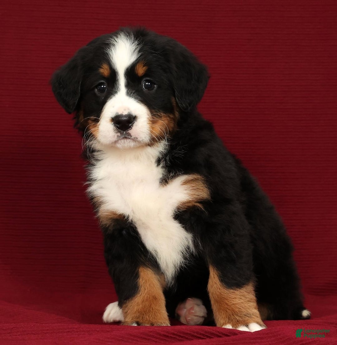 Bernese Mountain Dog dogs for sale: Claire - Ad 5