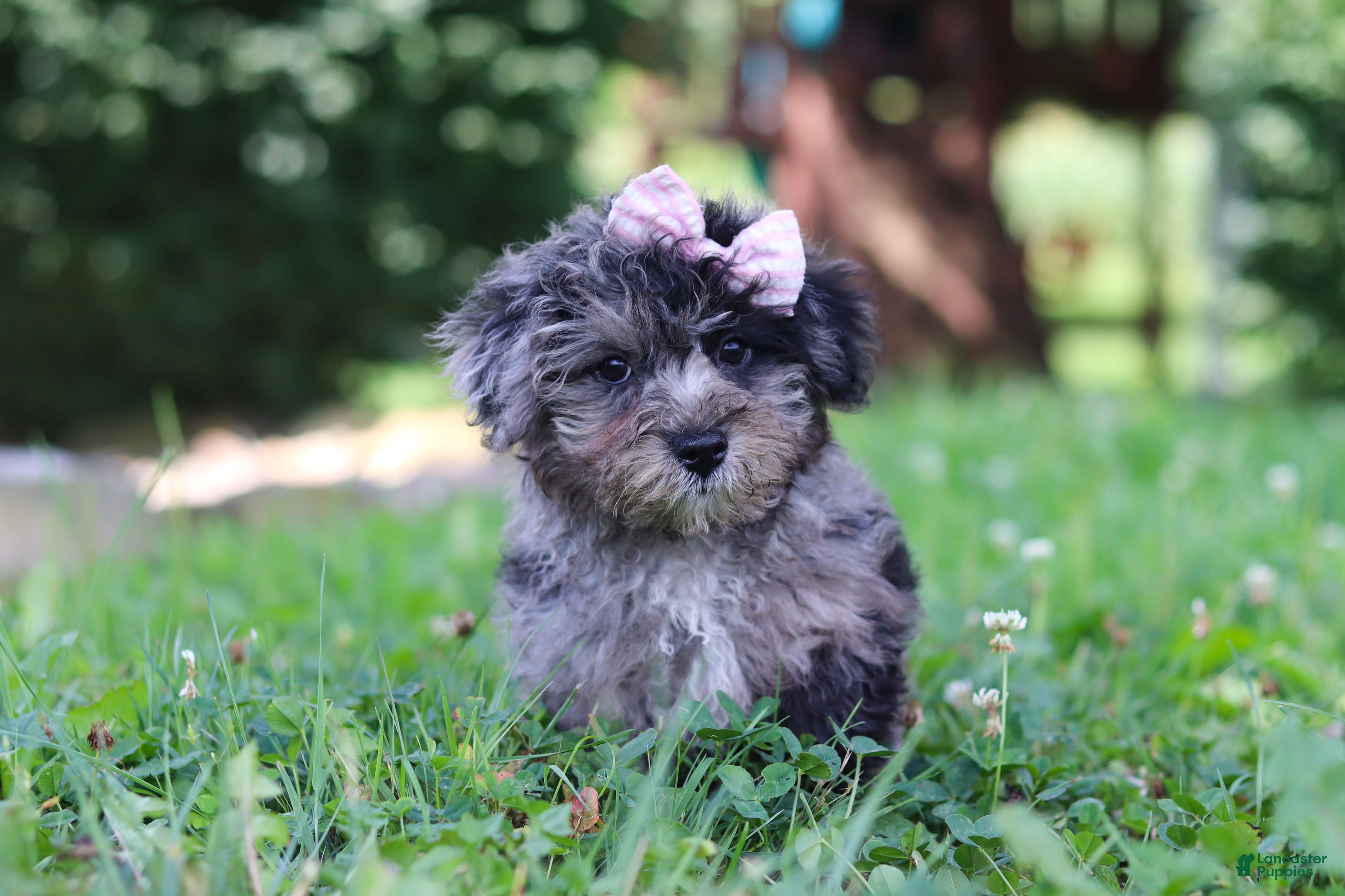 Yorkiepoo dogs Stella - Ad 1