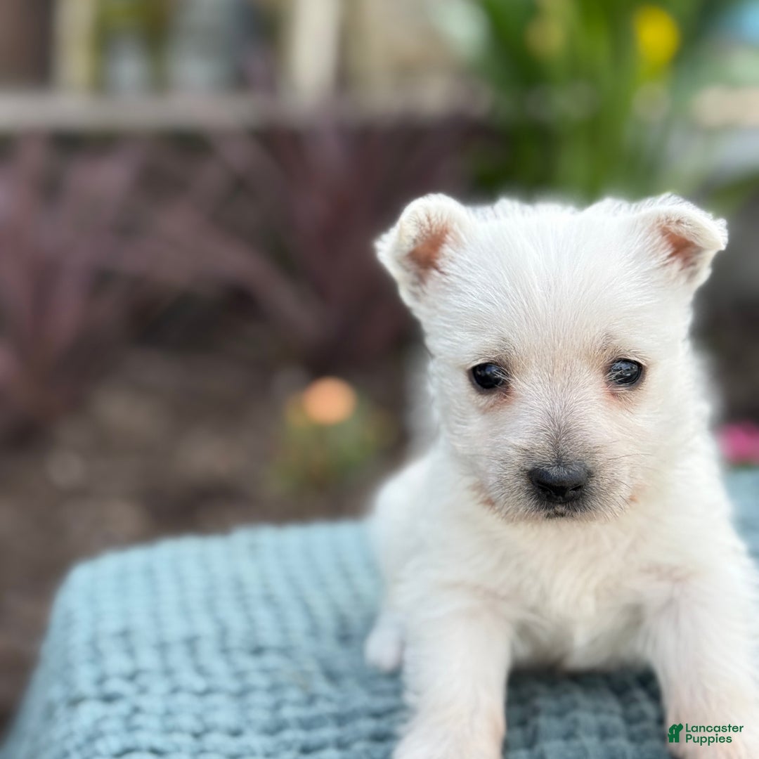 West Highland Terrier dogs for sale: Fancy - Ad 24