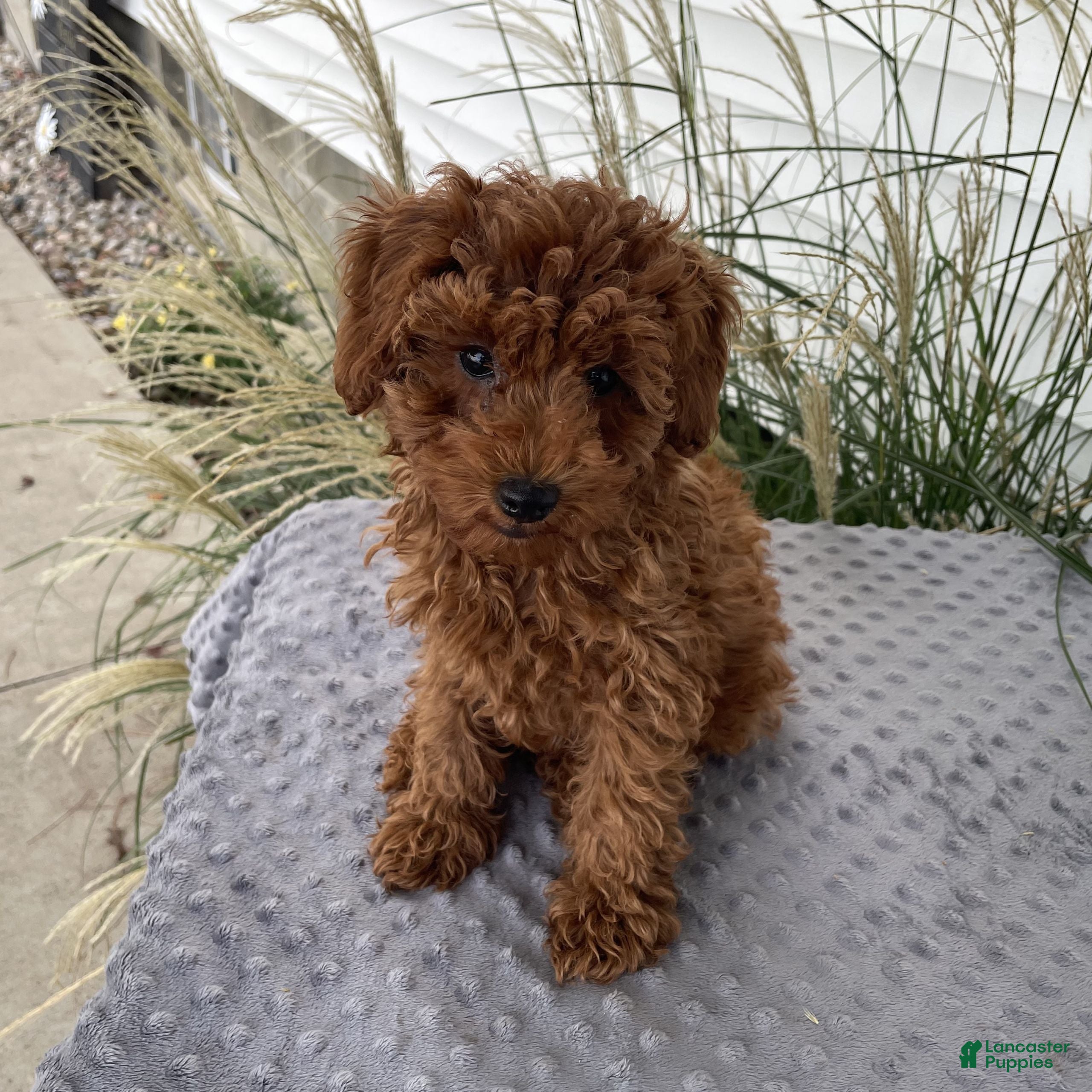 Toy Poodle dogs Danny - Ad 2