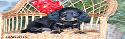 Miniature Dachshund dogs for sale: Peppermint - Ad 1