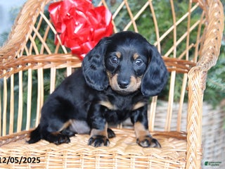 Miniature Dachshund dogs Peppermint - Ad 12