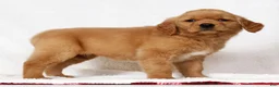 Golden Retriever dogs for sale: Gracie - Ad 5