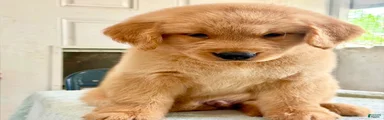 Golden Retriever 6