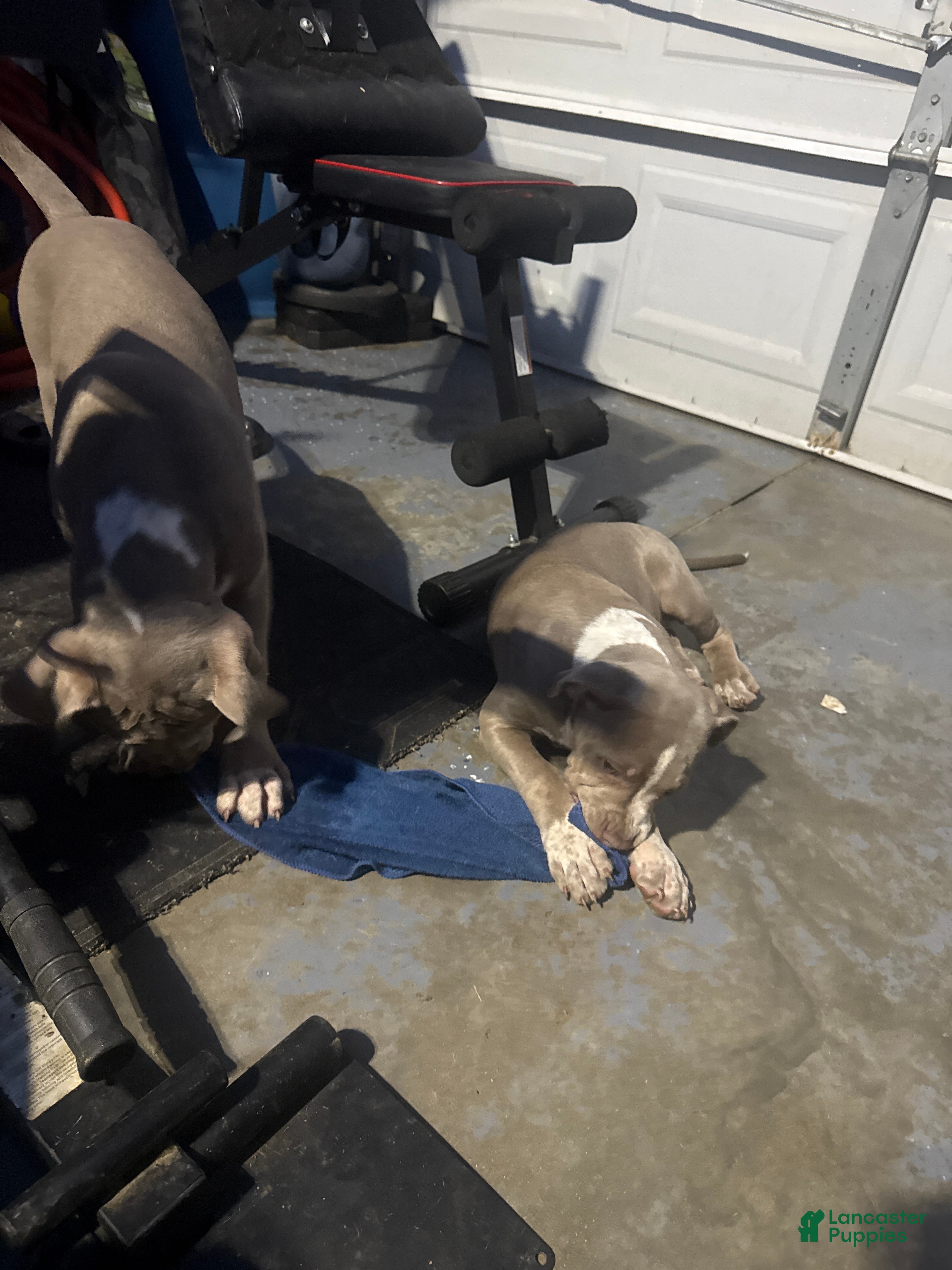 American Bully dogs American Bully 2 - Ad 2