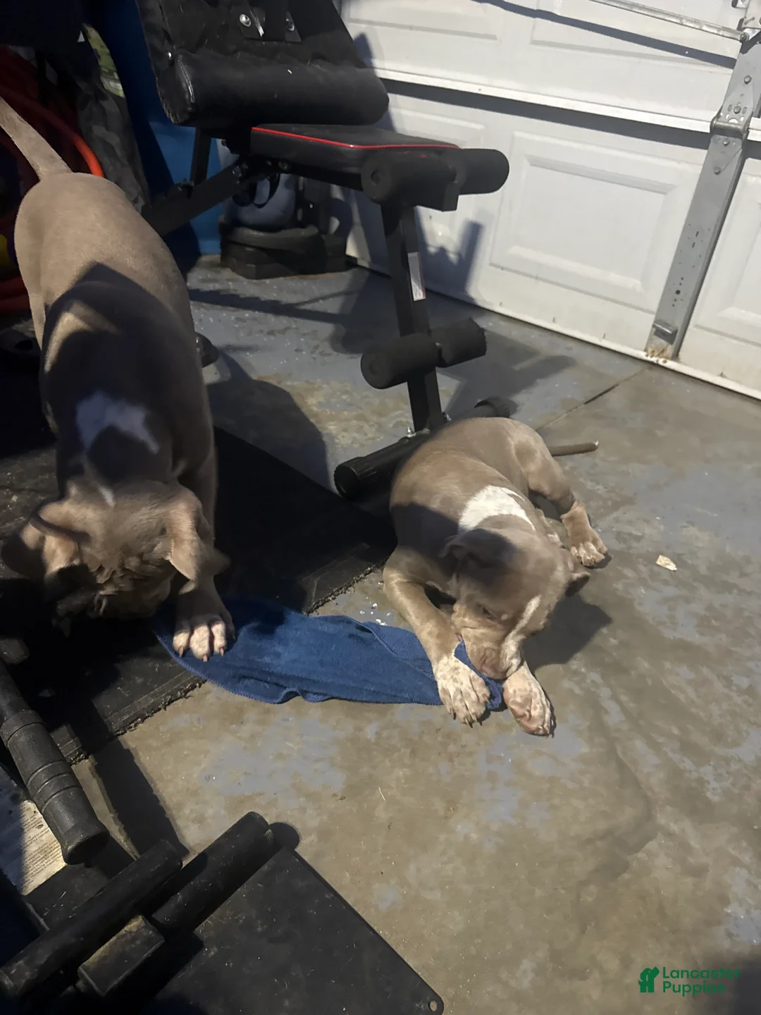 American Bully dogs for sale: American Bully 2 - Ad 2