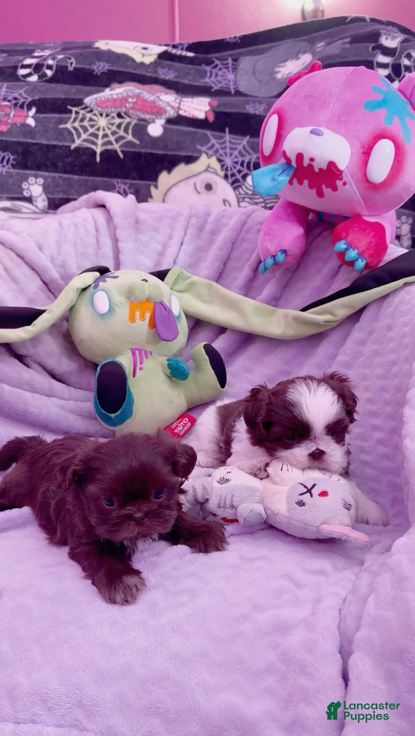 Shih Tzu dogs Tippy - Ad 32