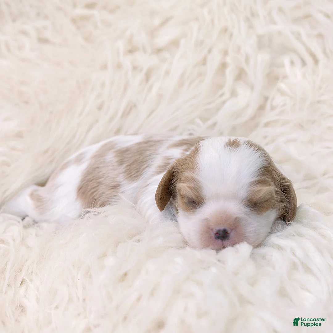 Cavalier King Charles Spaniel dogs for sale: Kathy Cavalier King Charles Spaniel  - Ad 2