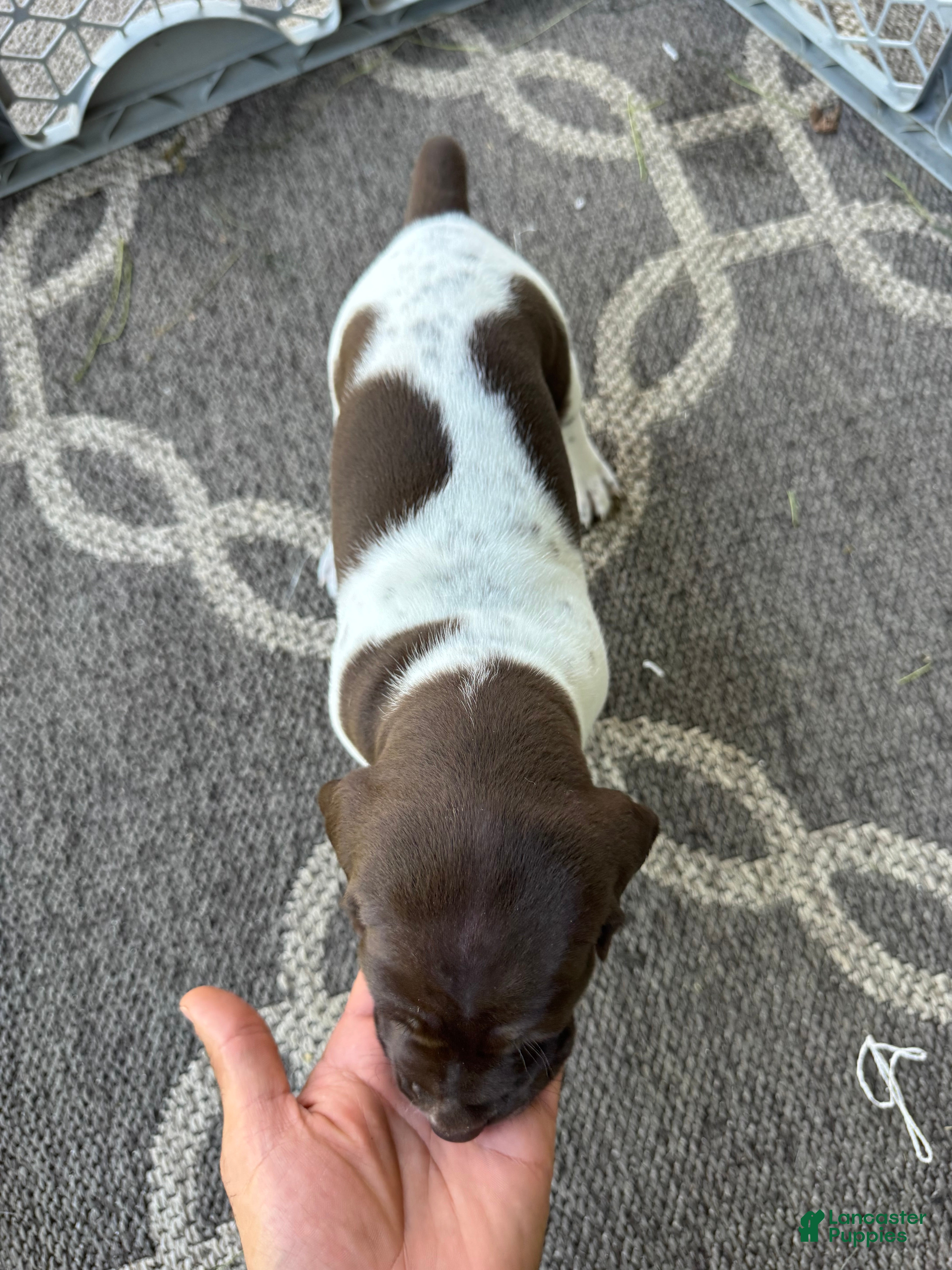 German Shorthaired Pointer dogs Romeo <3 - Ad 2