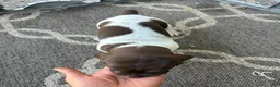 German Shorthaired Pointer dogs for sale: Romeo <3 - Ad 2