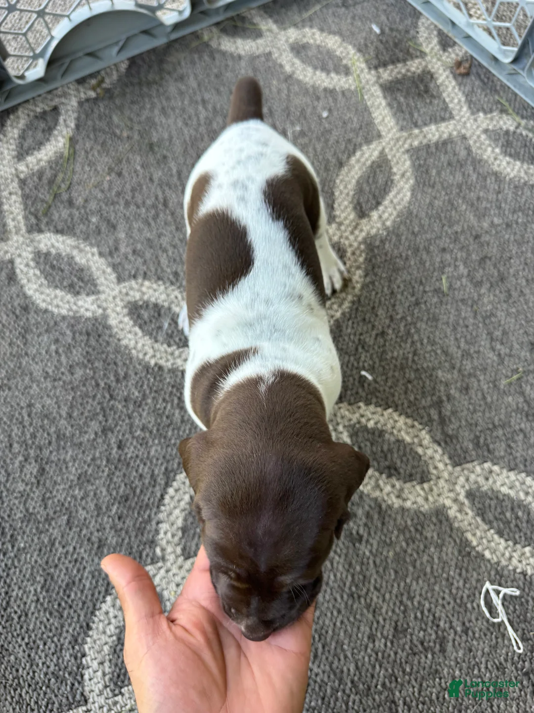 German Shorthaired Pointer dogs for sale: Romeo <3 - Ad 2