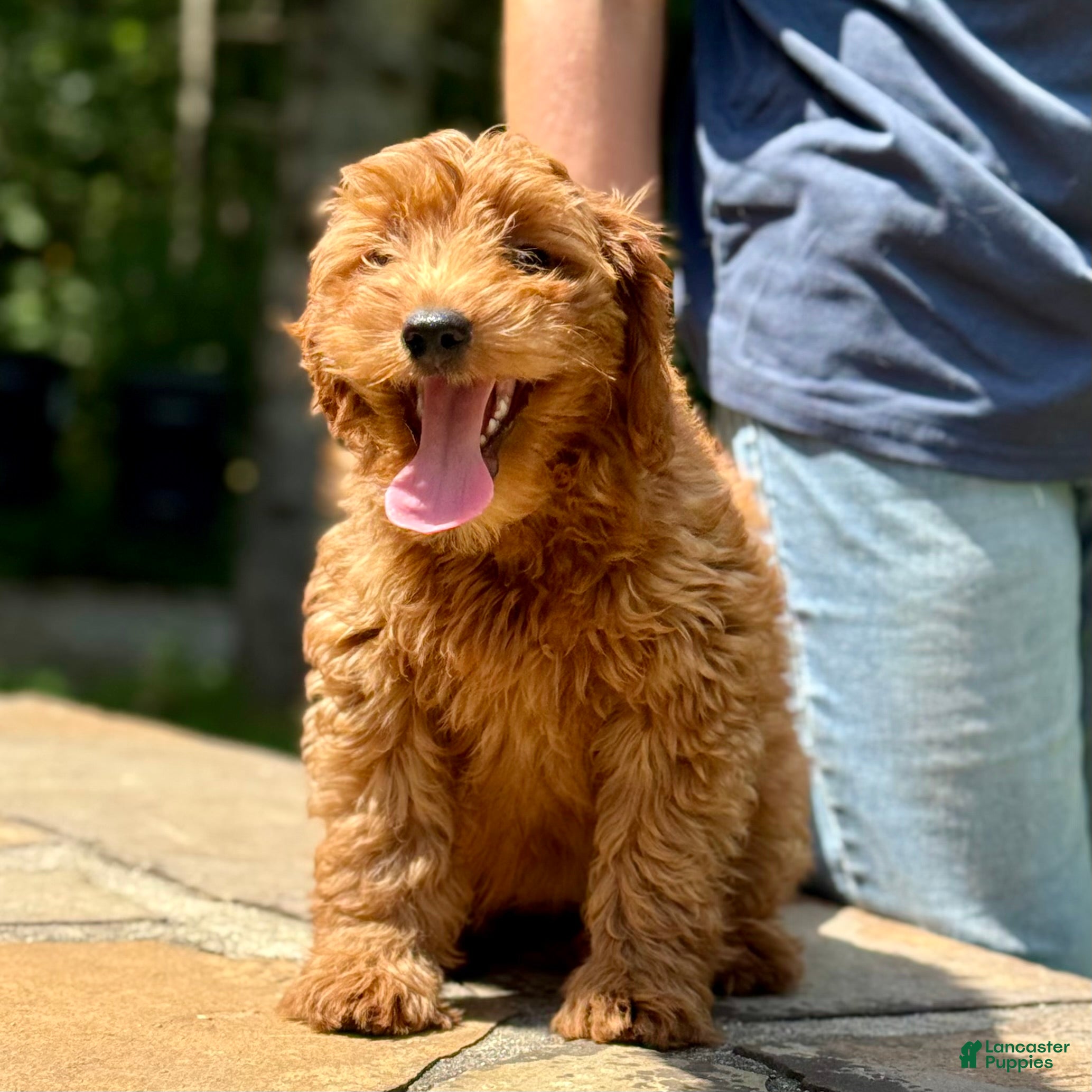 Mini Goldendoodle dogs Minnie - F1b mini girl - Ad 2