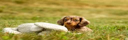 Miniature Dachshund dogs for sale: BUDDY - Ad 4