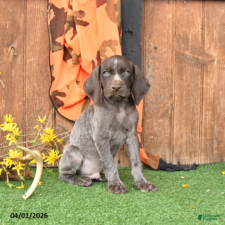 German Shorthaired Pointer dogs Logo - Ad 1