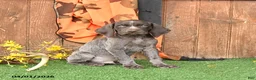 German Shorthaired Pointer dogs for sale: Logo - Ad 1
