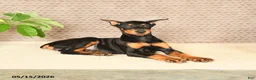 Doberman Pinscher dogs for sale: Harley - Ad 4