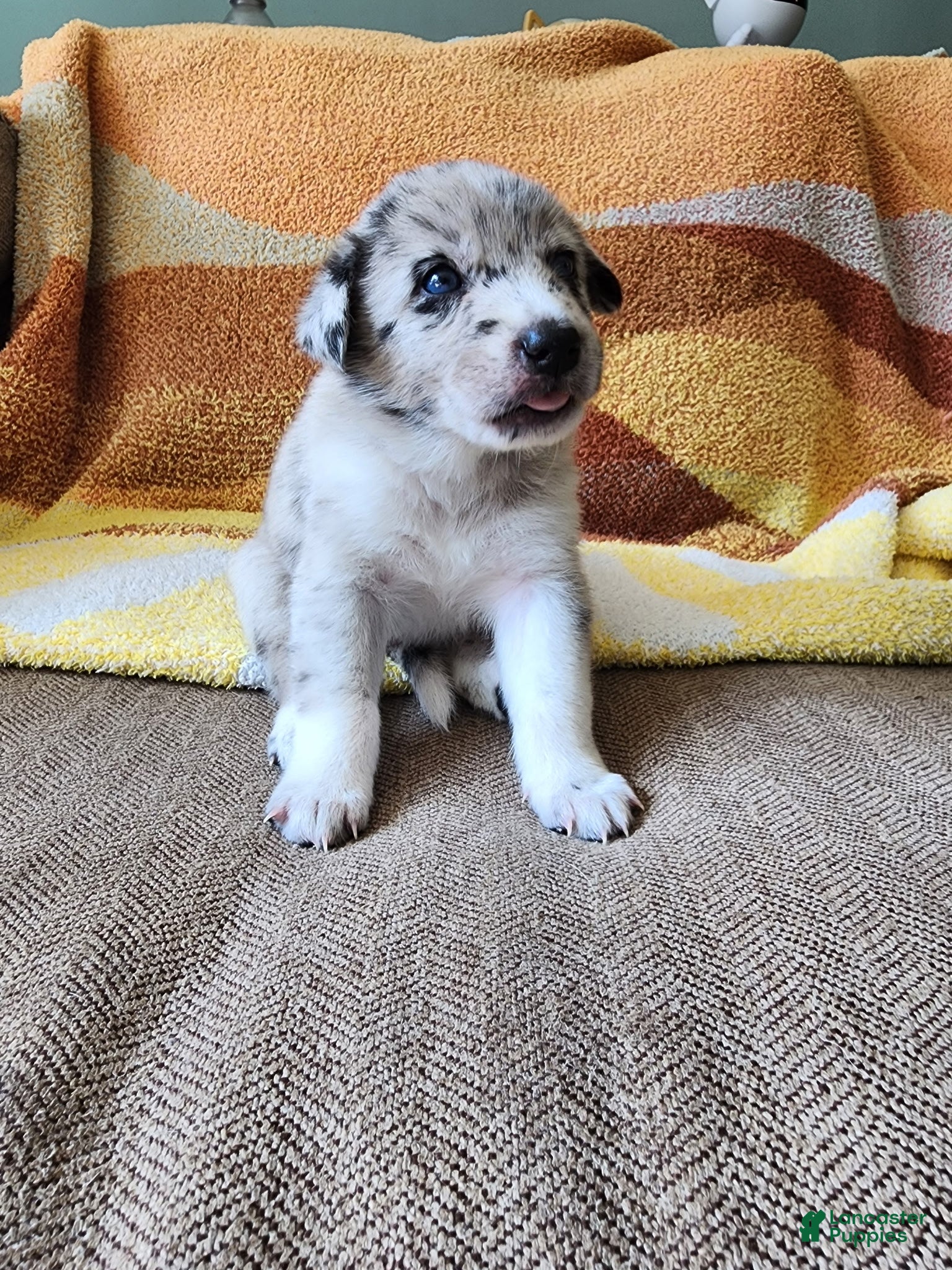 Mixed Breed dogs Milo - Ad 5