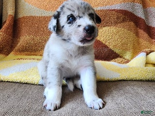 Mixed Breed dogs Milo - Ad 13