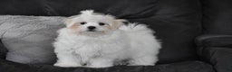 Maltese dogs for sale: Finley - Ad 5