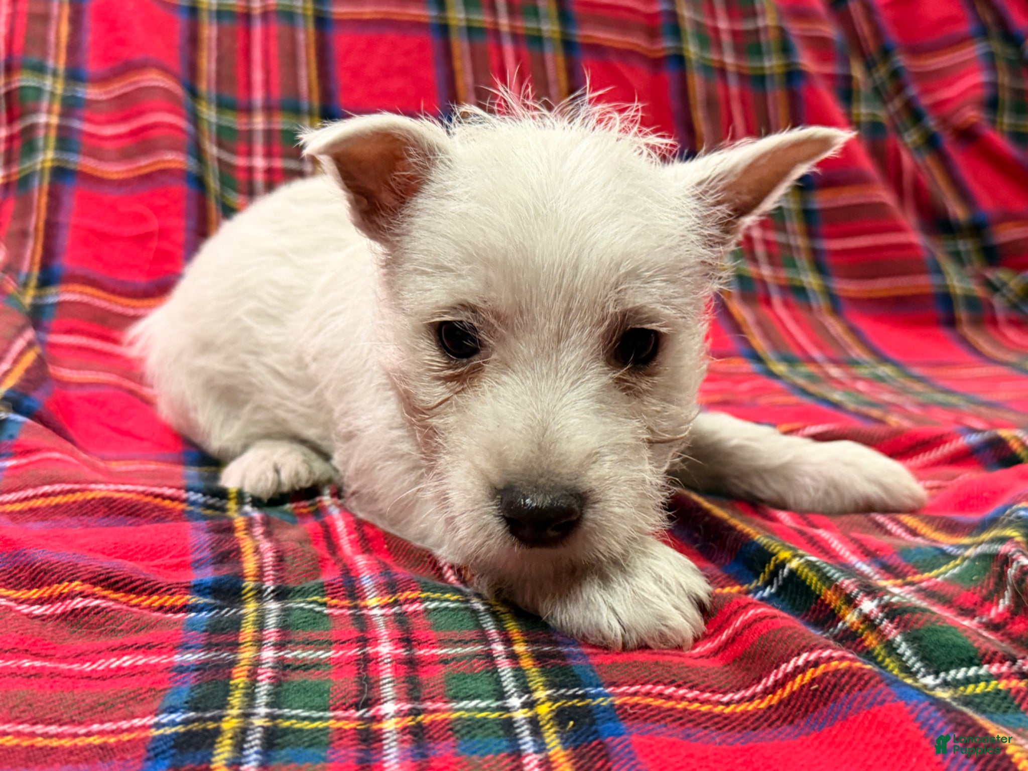 West Highland Terrier dogs for sale: Cady - Ad 3