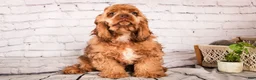 Cocker Spaniel dogs for sale: Avery - Ad 4