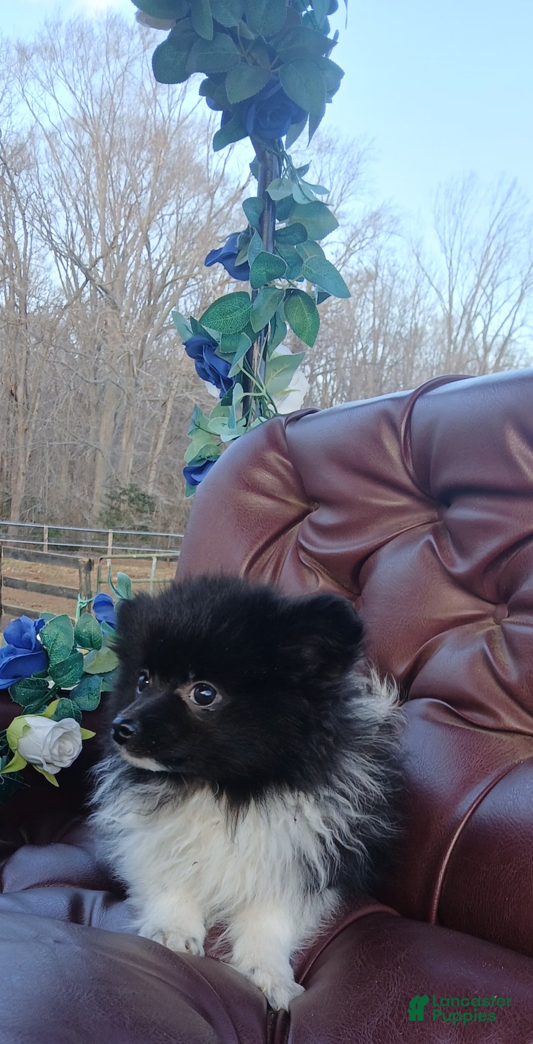 Pomeranian dogs for sale: Pomeranian Puppy 1 - Ad 5