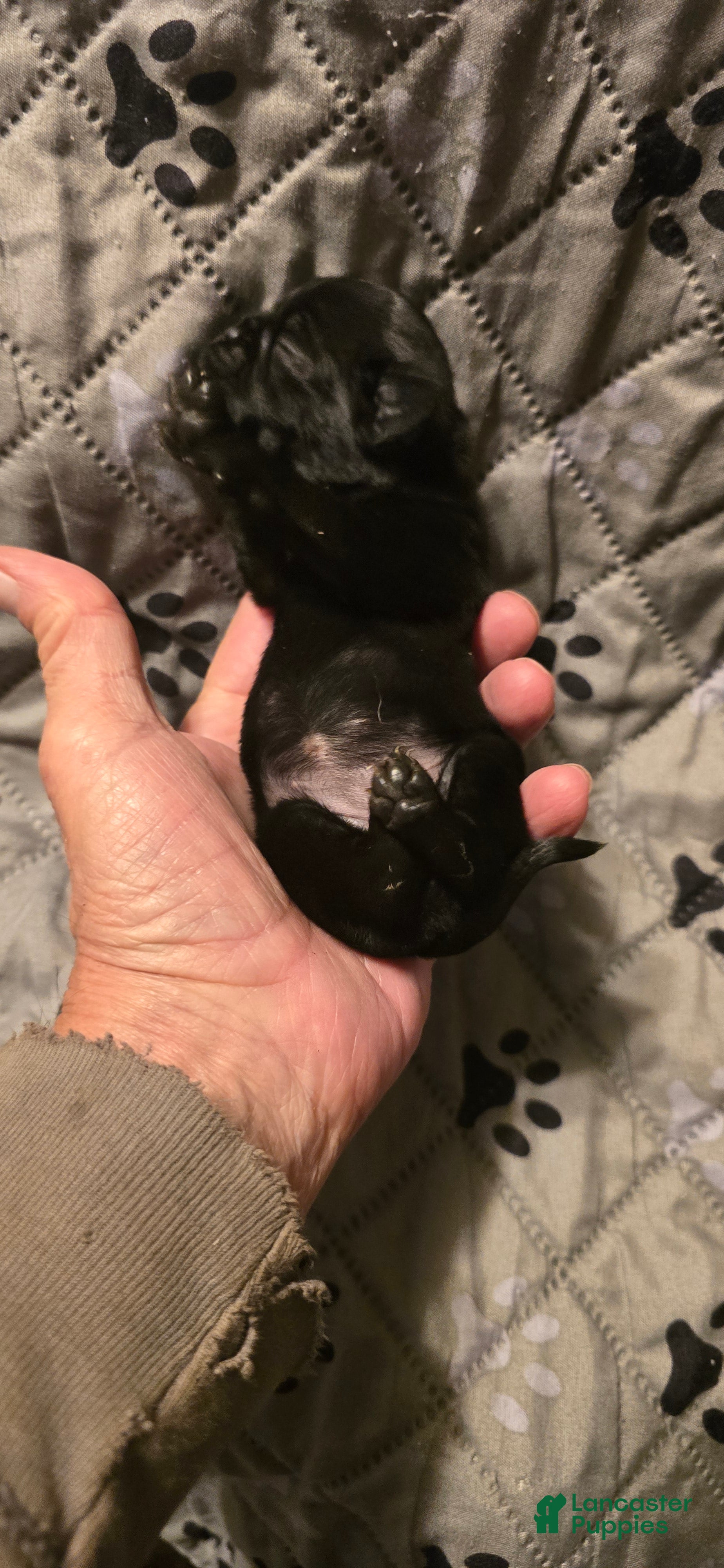 Pug dogs for sale: Mary - Ad 34