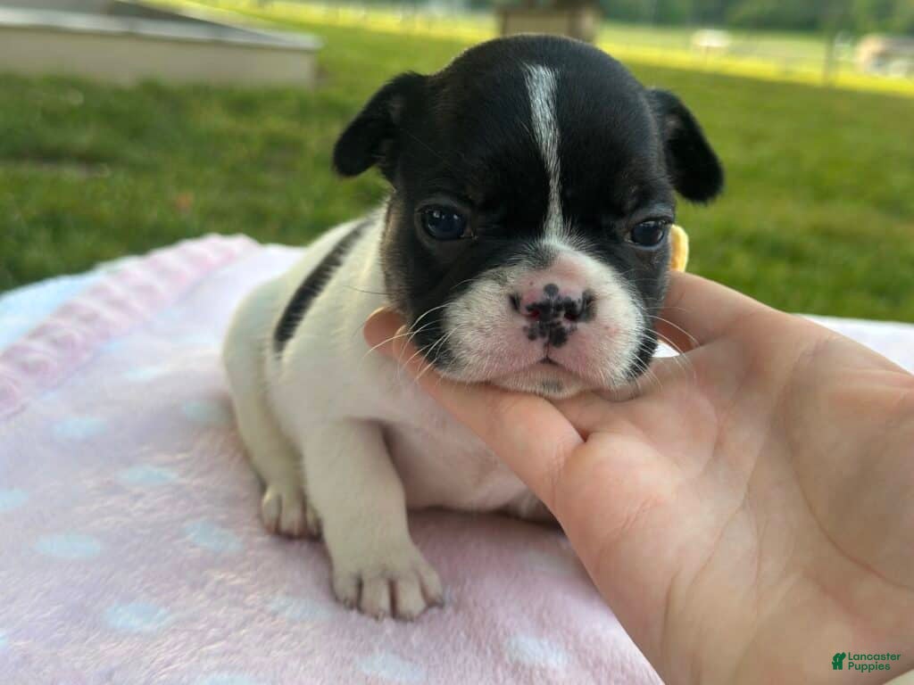 French Bulldog dogs Kinder - Ad 2