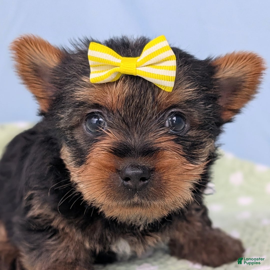 Yorkshire Terrier dogs for sale: Spritz - Ad 1