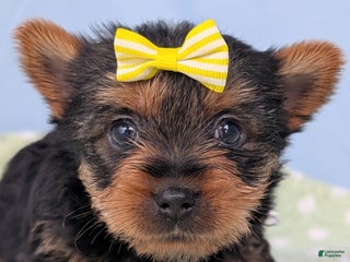 Yorkshire Terrier dogs Spritz - Ad 28