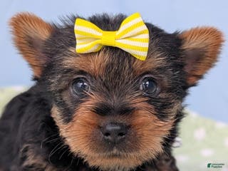 Yorkshire Terrier dogs Spritz - Ad 32