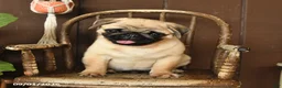 Pug dogs for sale: Spud  - Ad 4