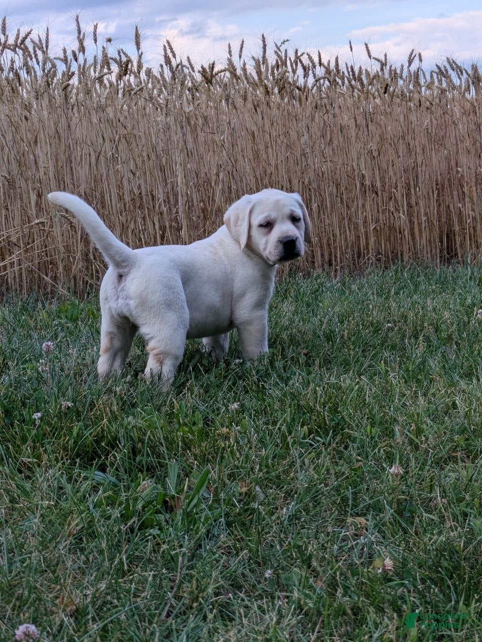 Labrador Retriever dogs Aster - Ad 1