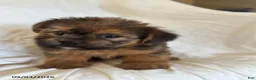 Shorkie dogs for sale: Laura - Ad 4