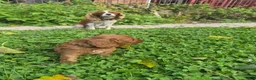 Cavapoo dogs for sale: Sage - Ad 4