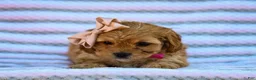 Cavapoo dogs for sale: Taffy Cavapoo Pup - Ad 4