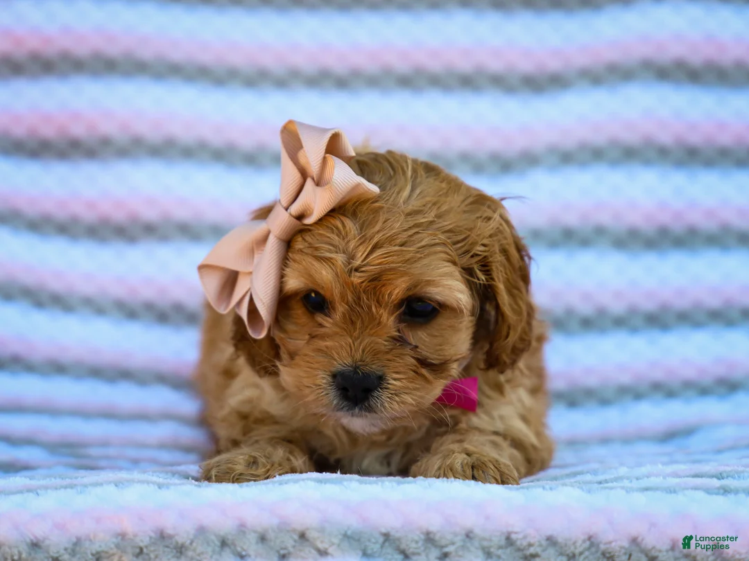 Cavapoo dogs for sale: Taffy Cavapoo Pup - Ad 4