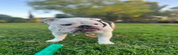 English Bulldog dogs for sale: Chester - Ad 5