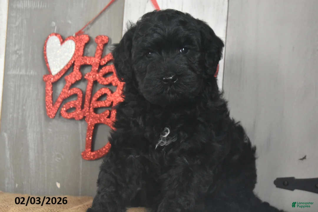 Goldendoodle dogs for sale: Jemima - Ad 5