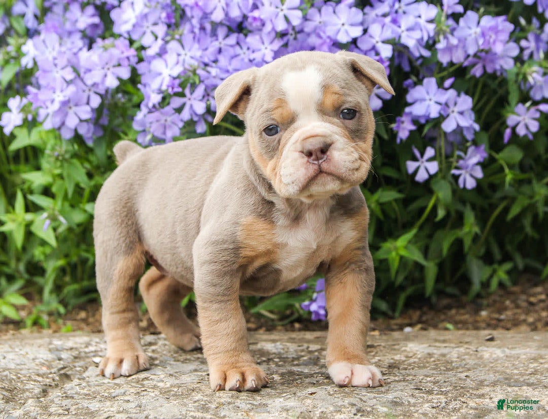 Gallery Image {{count}}