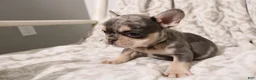 French Bulldog dogs for sale: Lars - Ad 7