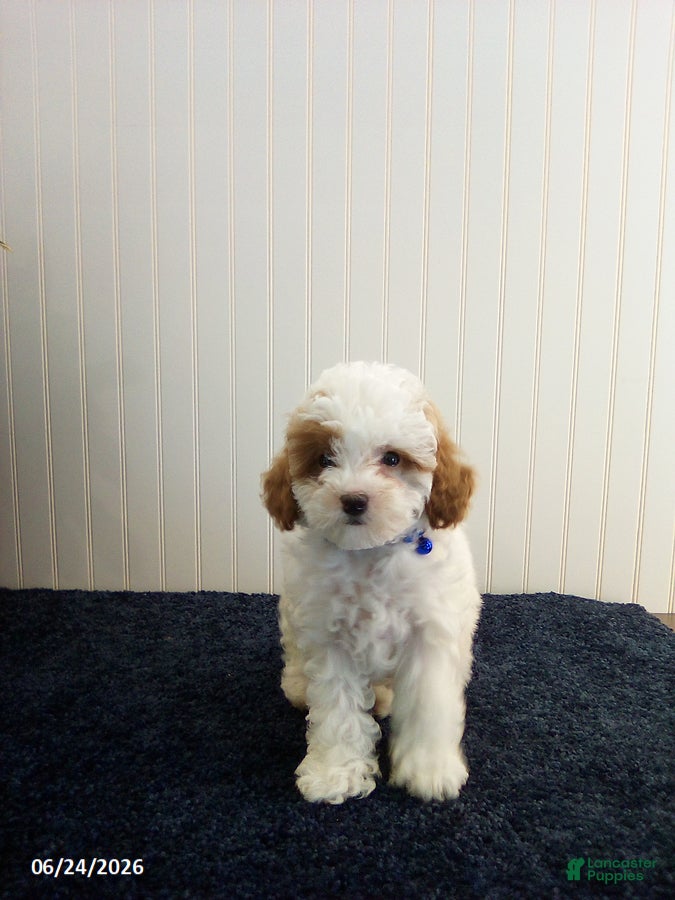 Toy Poodle dogs Teddy - Ad 1