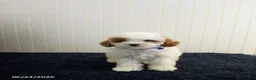 Toy Poodle dogs for sale: Teddy - Ad 1