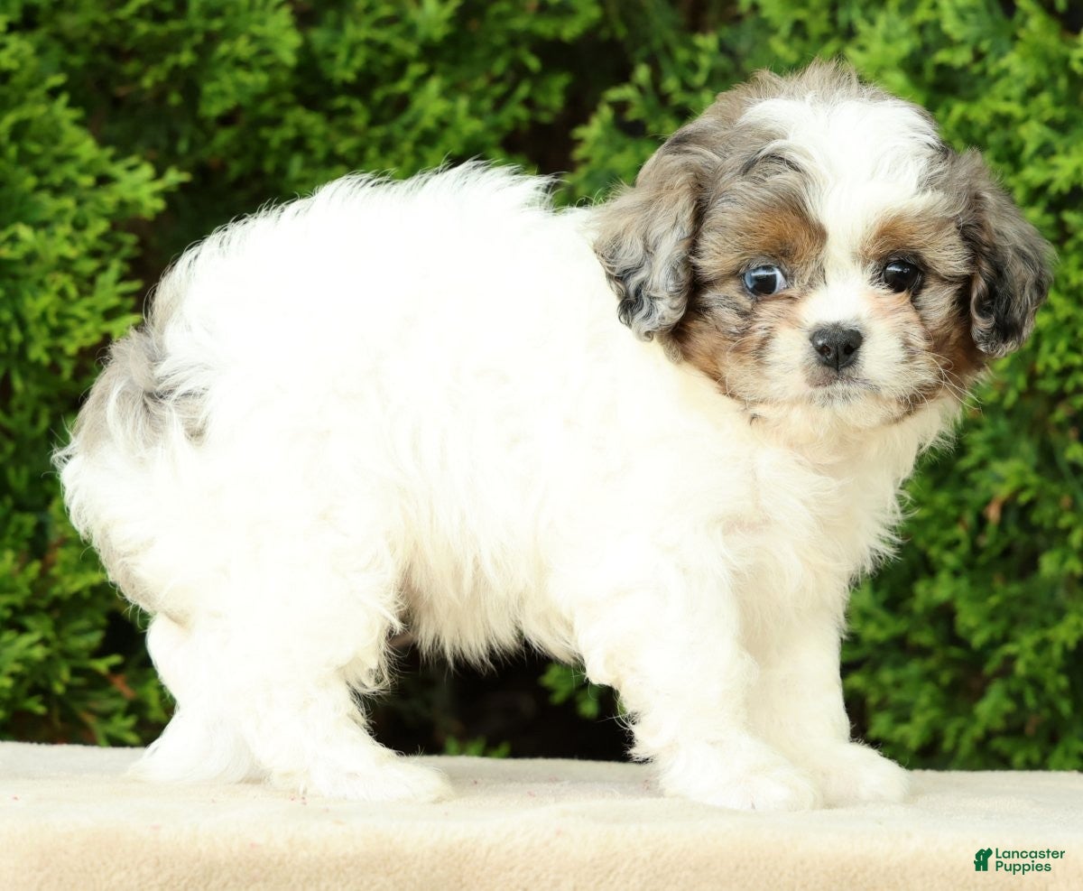 Mixed Breed dogs for sale: Poppy - Ad 8