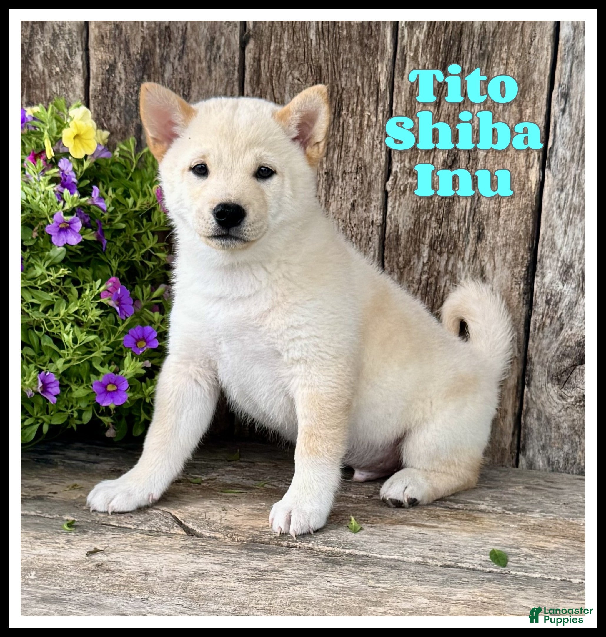 Shiba Inu dogs Tito - Ad 1