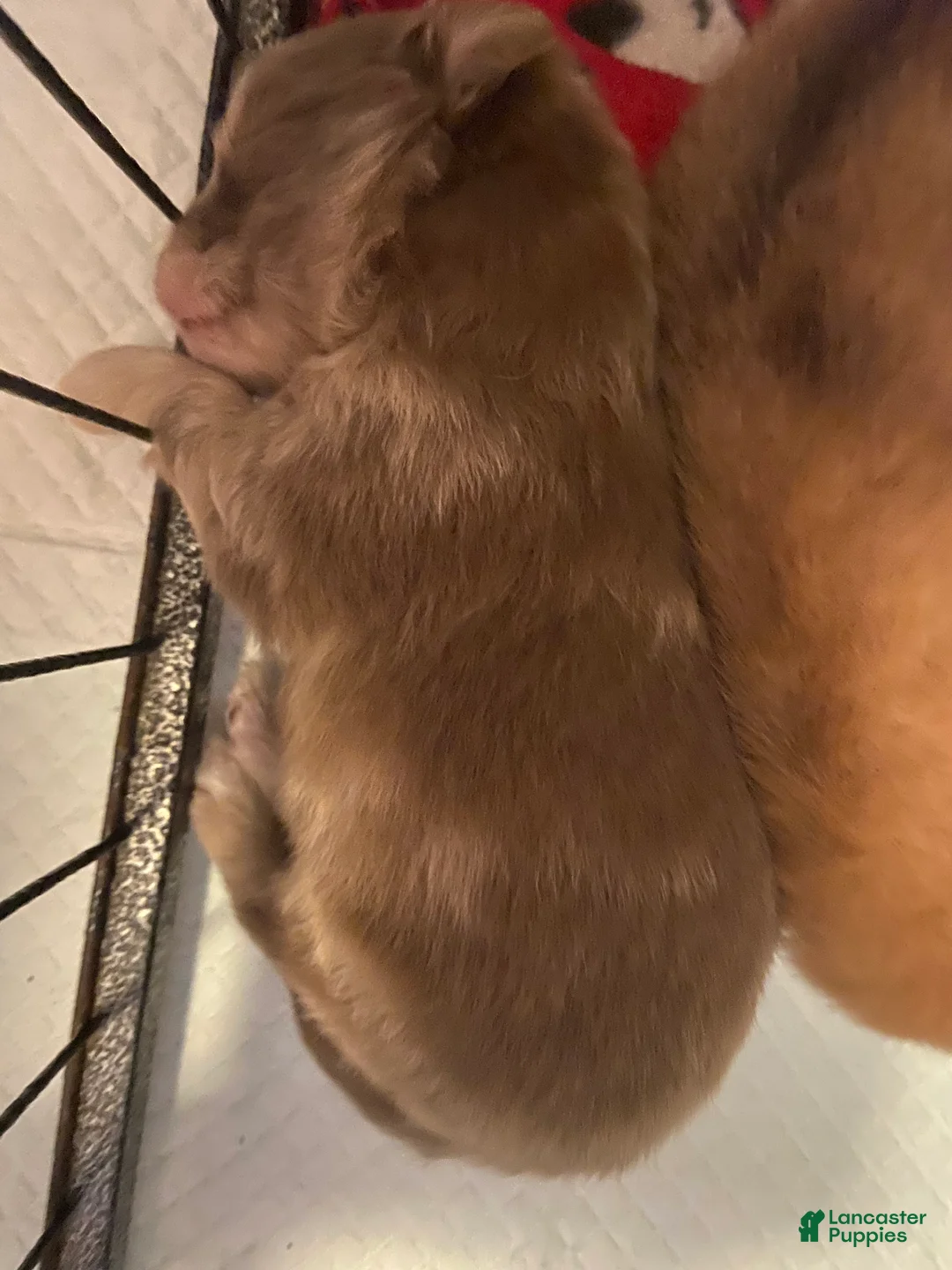Pomeranian dogs for sale: Pomeranian 3 - Ad 2